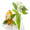 گیاه دارویی برای درمان سینوزیت
