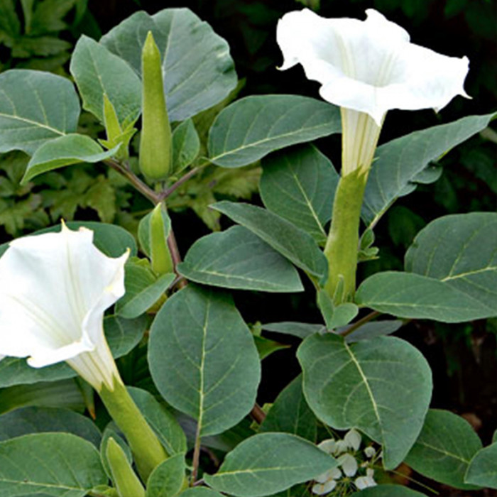 Example