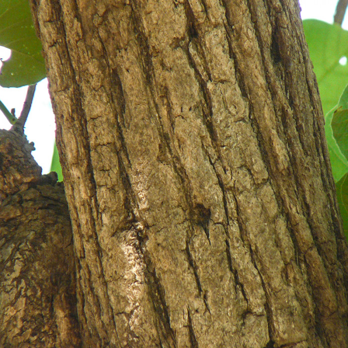 Example