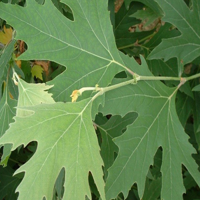 Example