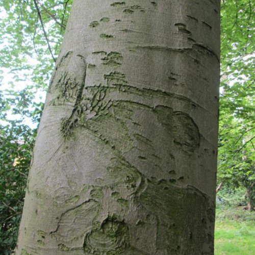 Example