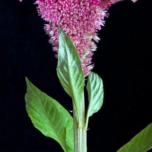 Example