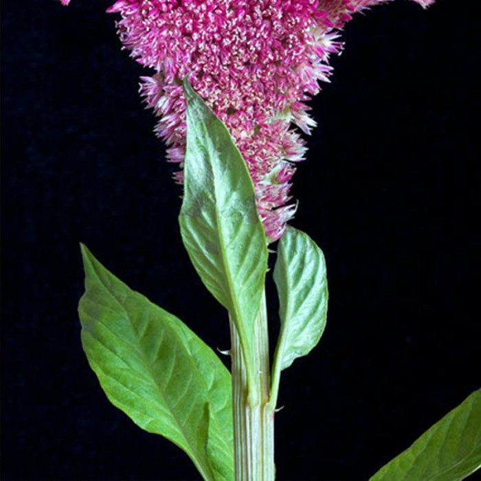 Example