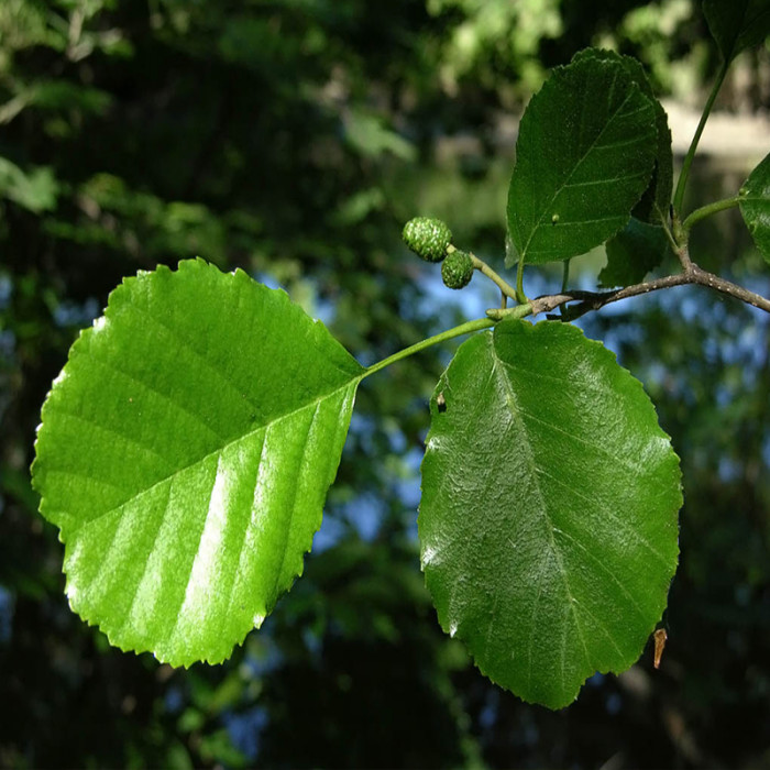 Example