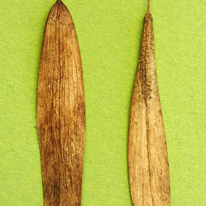 Example